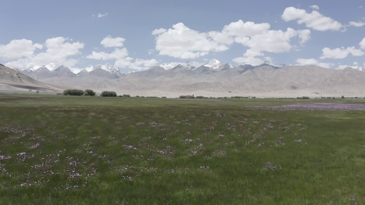 草原,帕米尔高原,湿地,慕士塔格,雪山,公格尔九别峰视频素材