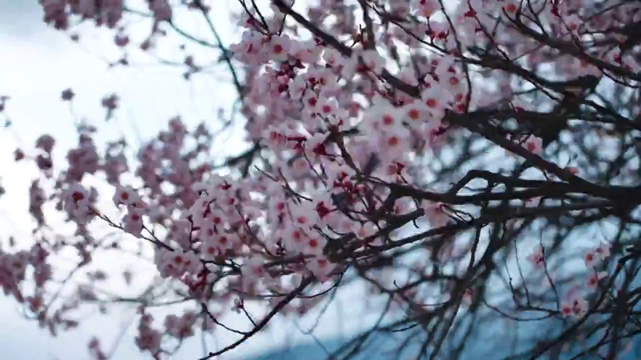 桃花慢镜头视频素材