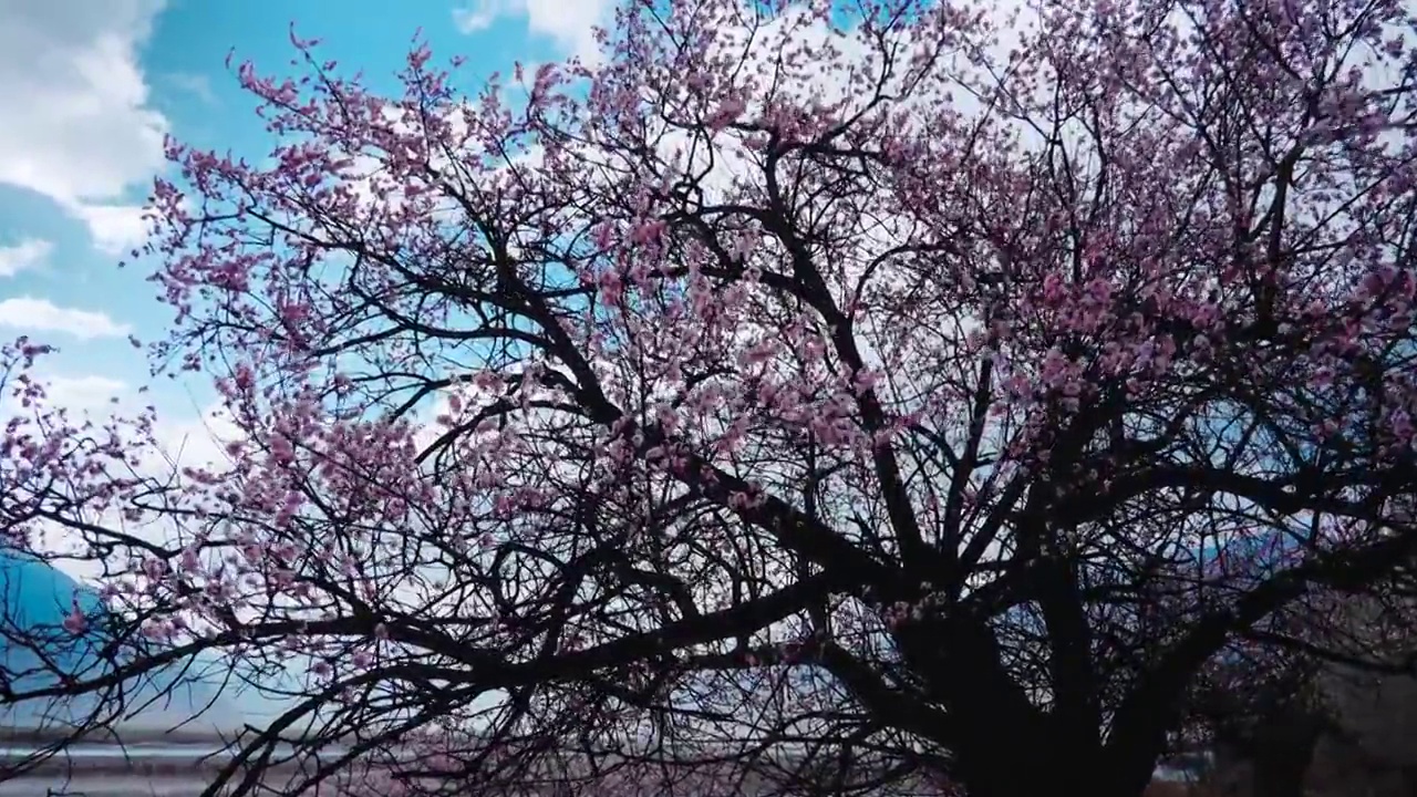 桃花慢镜头视频素材