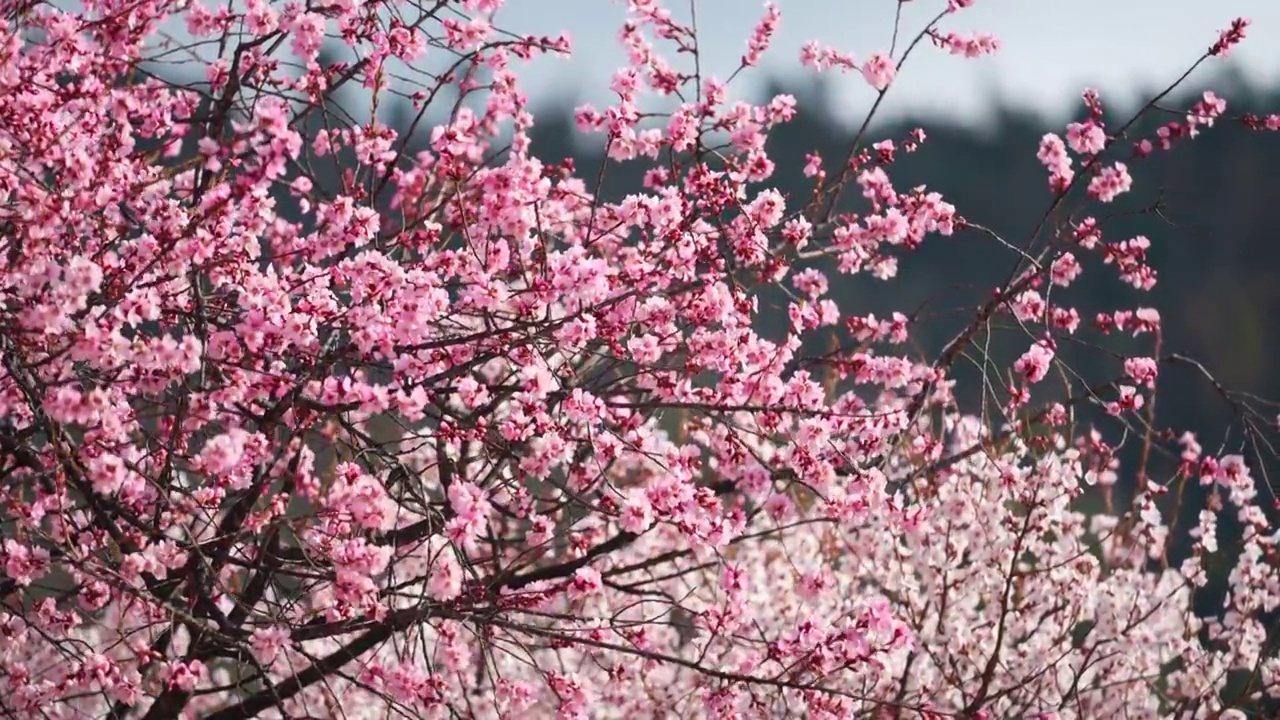 桃花慢镜头视频素材