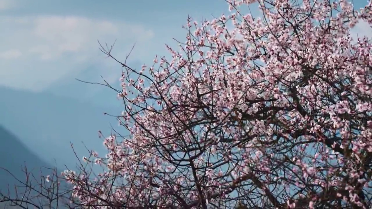 桃花慢镜头视频素材