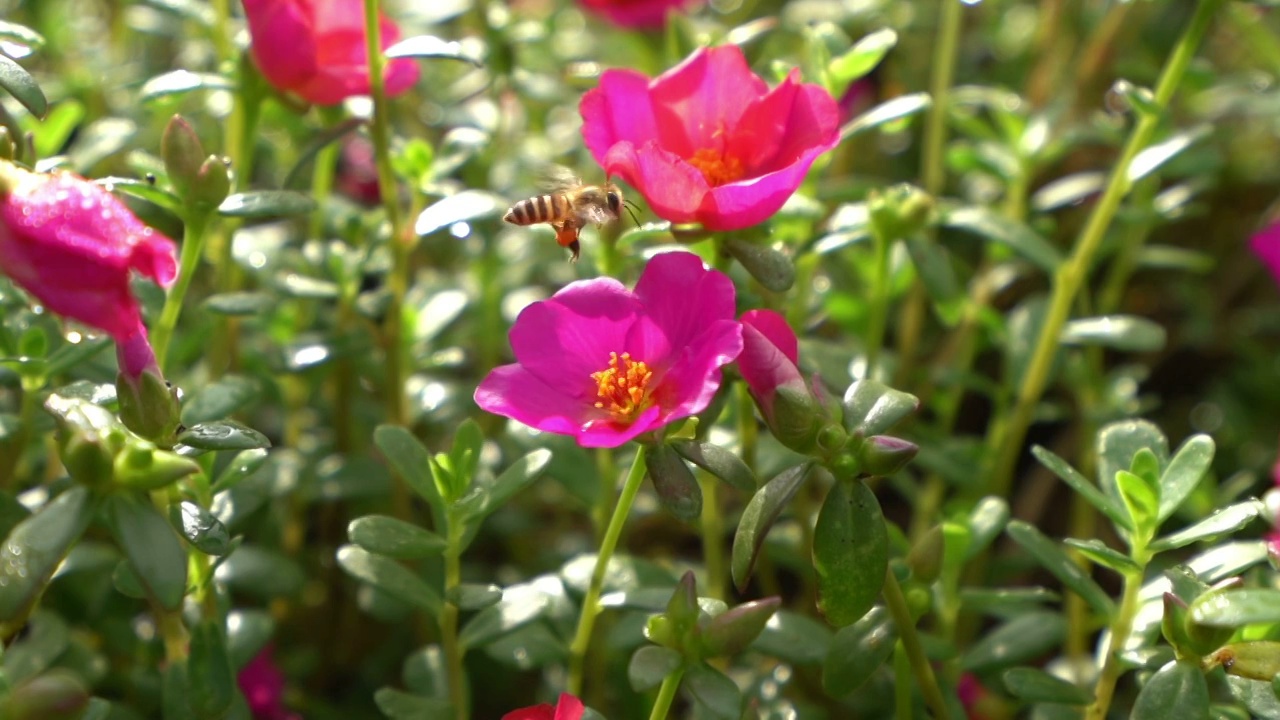 花丛中的蜜蜂视频素材