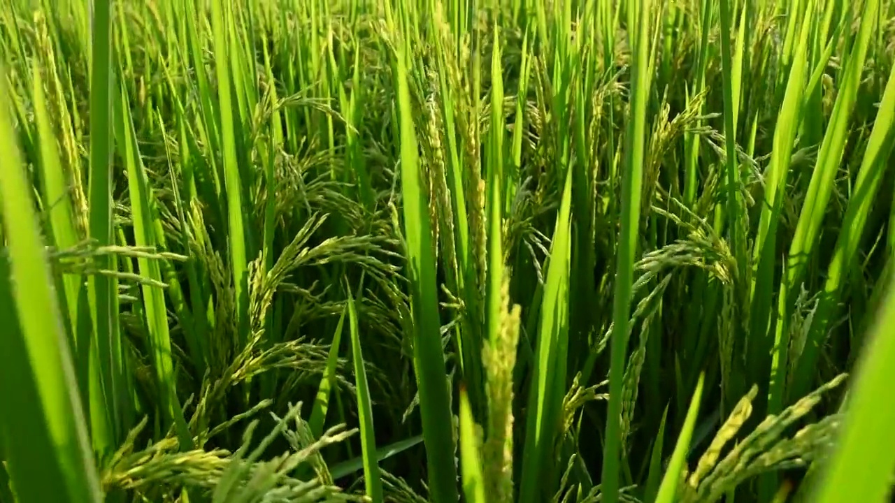 秋天阳光下桂林稻田里的饱满的稻穗视频素材