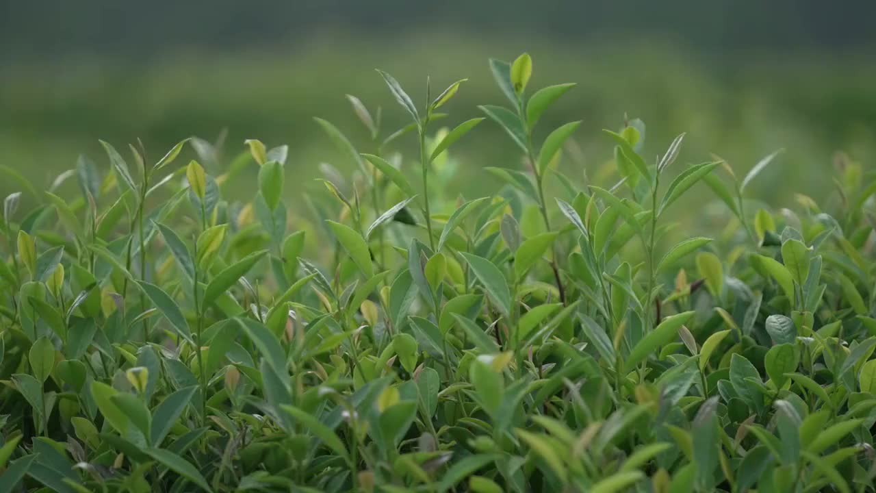 茶叶特写视频素材