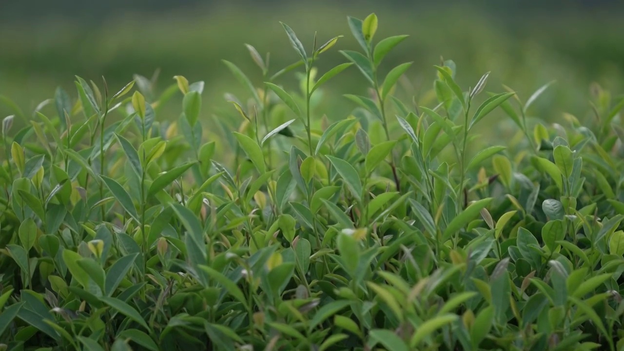 茶叶特写视频素材