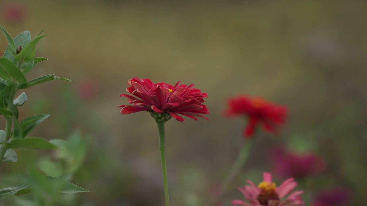 格桑花特写视频素材