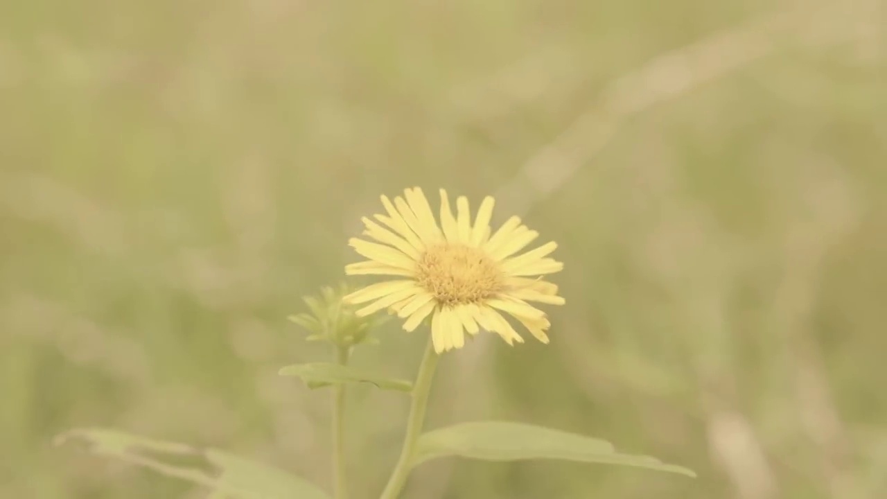 小野菊风中摇曳视频素材