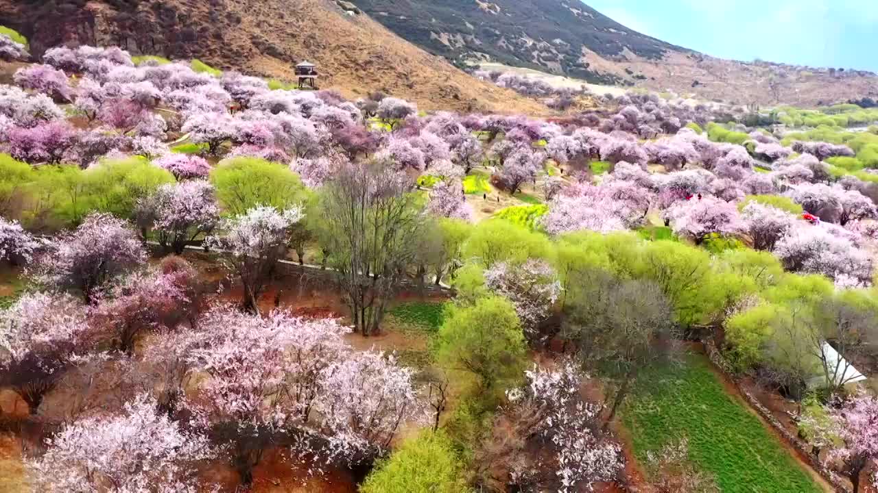 航拍嘎啦村桃花视频素材