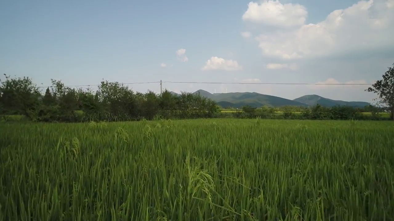 航拍中国安徽省皖南美丽乡村田园夏季风光视频素材