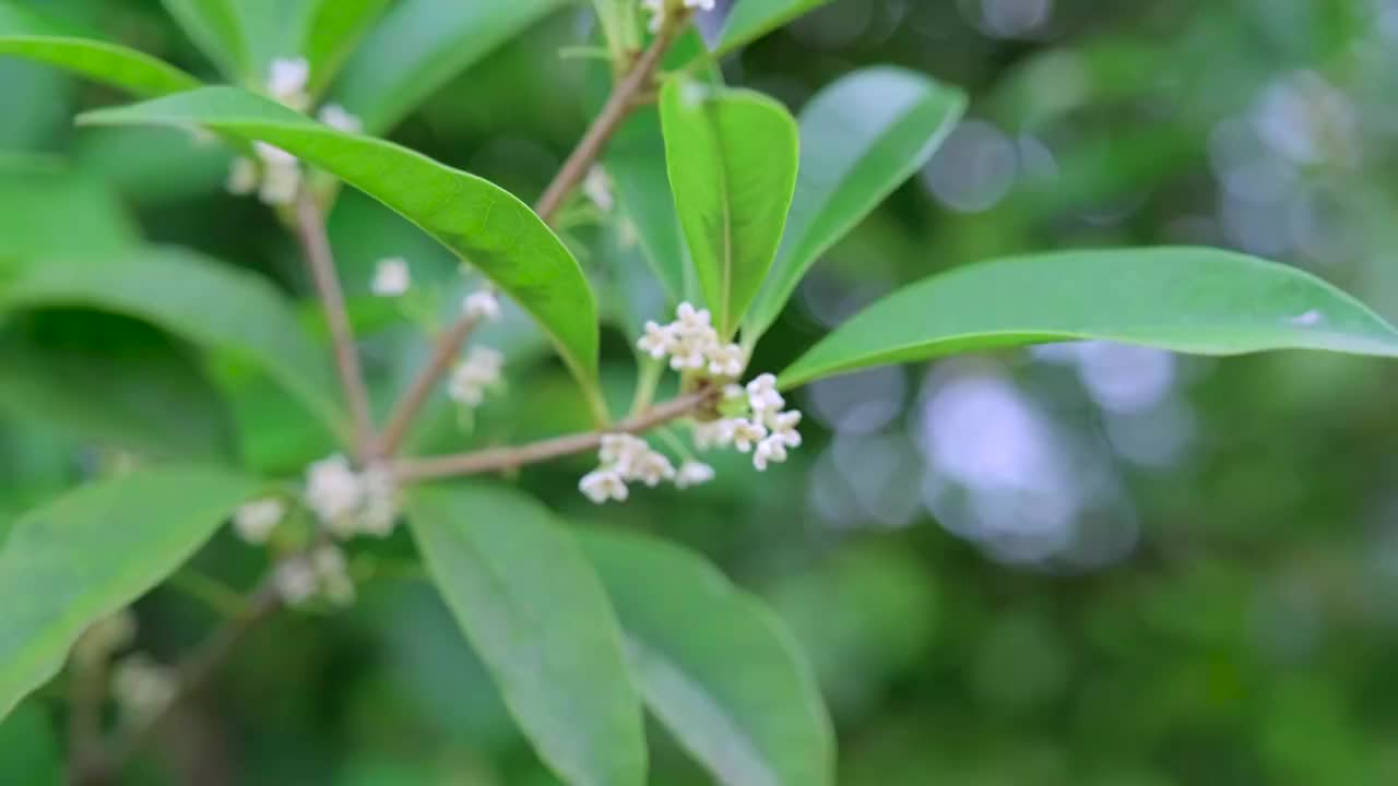 桂花特写视频素材