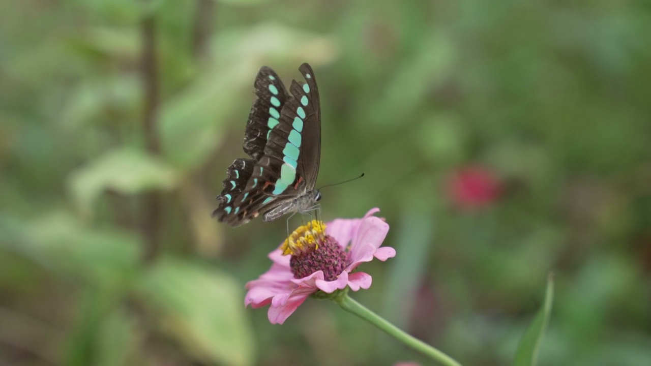 蝶恋花视频素材