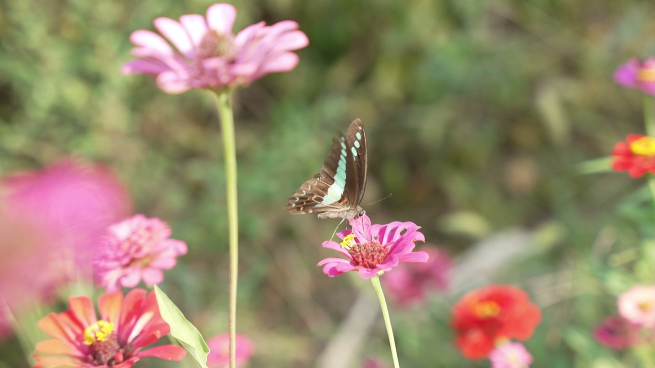 蝶恋花视频素材