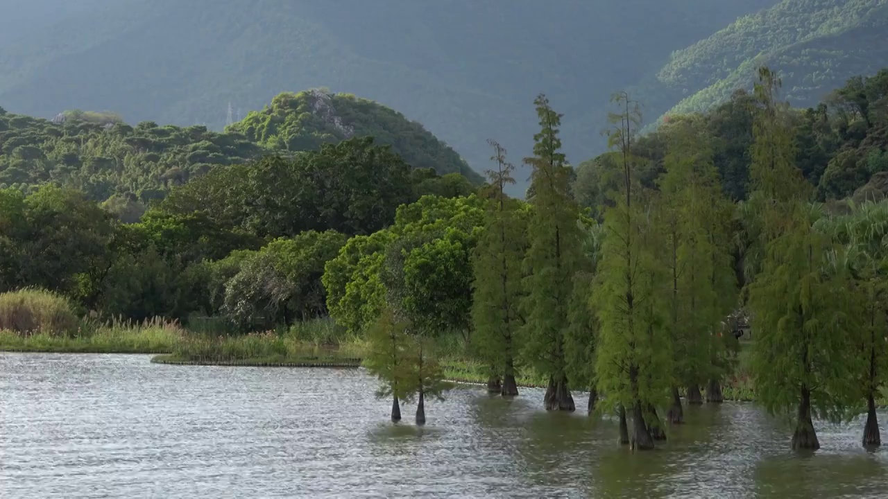 广东肇庆端州区七星岩风景区 仙女湖 落羽杉 水杉 湖泊视频素材