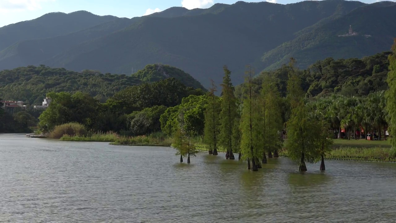 广东肇庆端州区七星岩风景区 仙女湖 落羽杉 水杉 湖泊视频素材