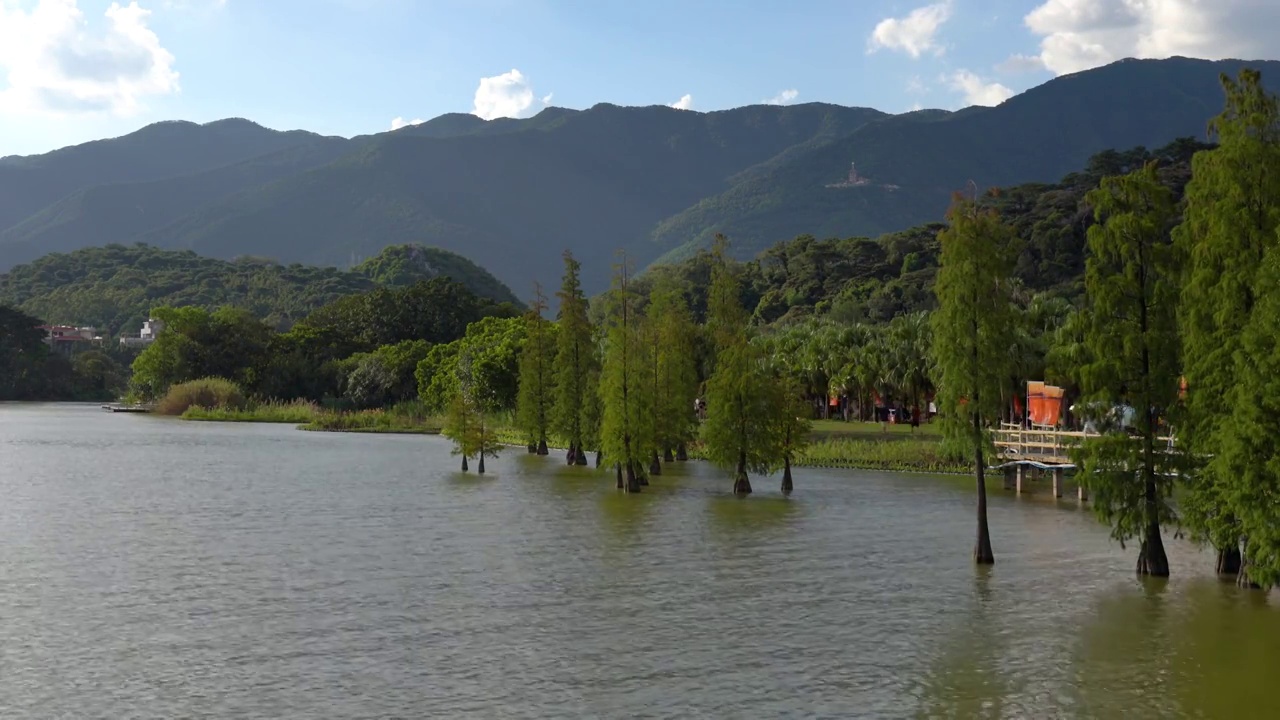 广东肇庆端州区七星岩风景区 仙女湖 落羽杉 水杉 湖泊视频素材