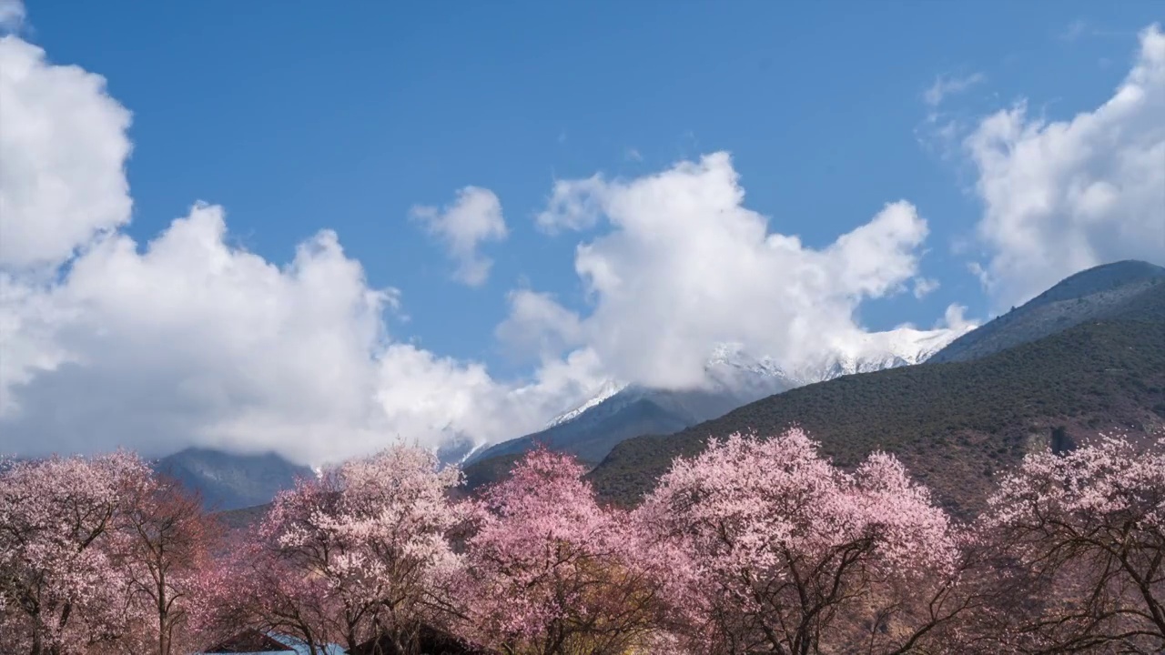 西藏林芝波密春天桃花盛开视频素材