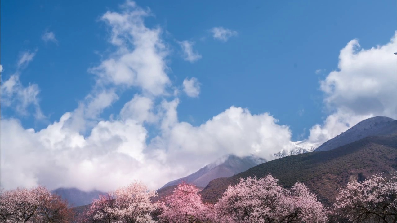 西藏林芝波密春天桃花盛开视频素材