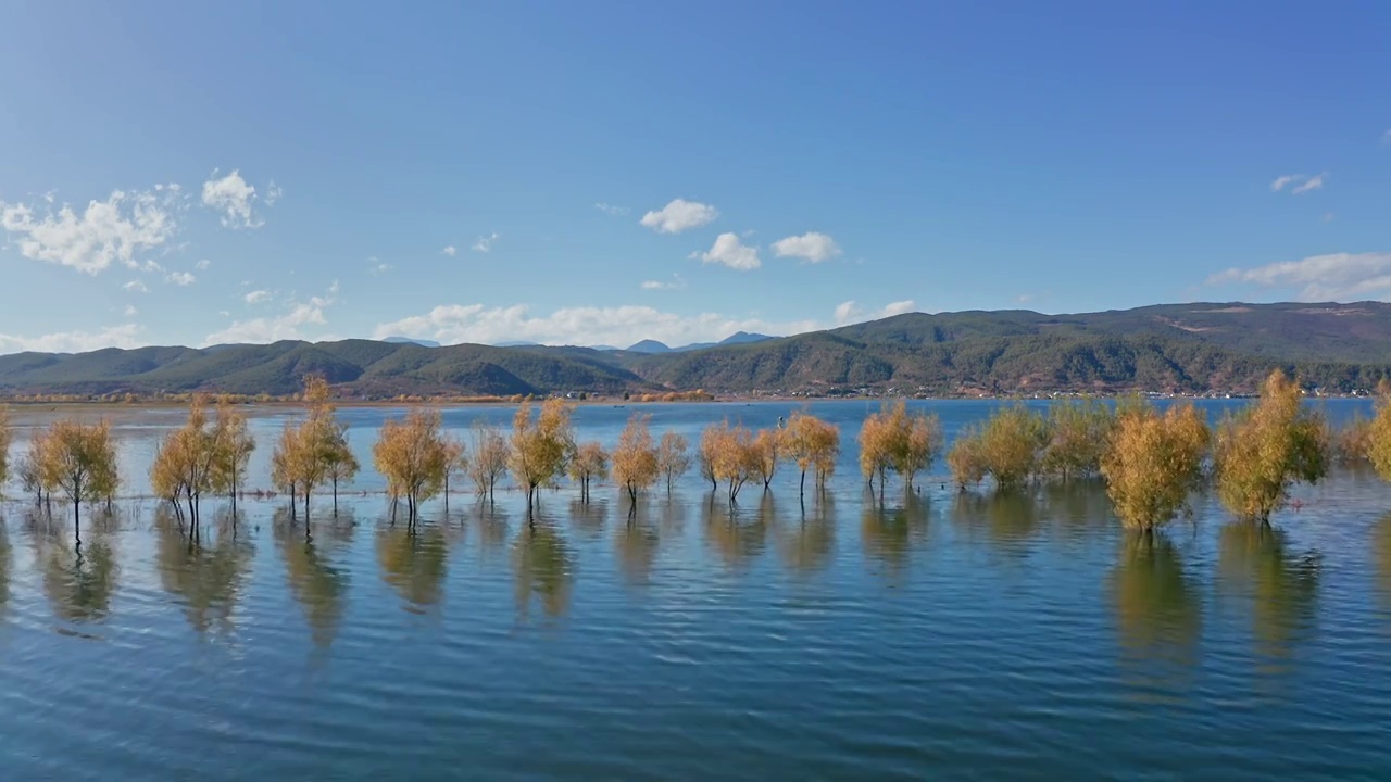 秋季丽江拉市海的树林黄了视频素材