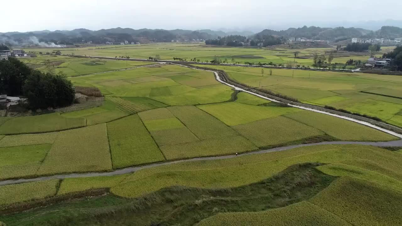 湖北：利川盆地大面积水稻成熟进入收获期视频素材