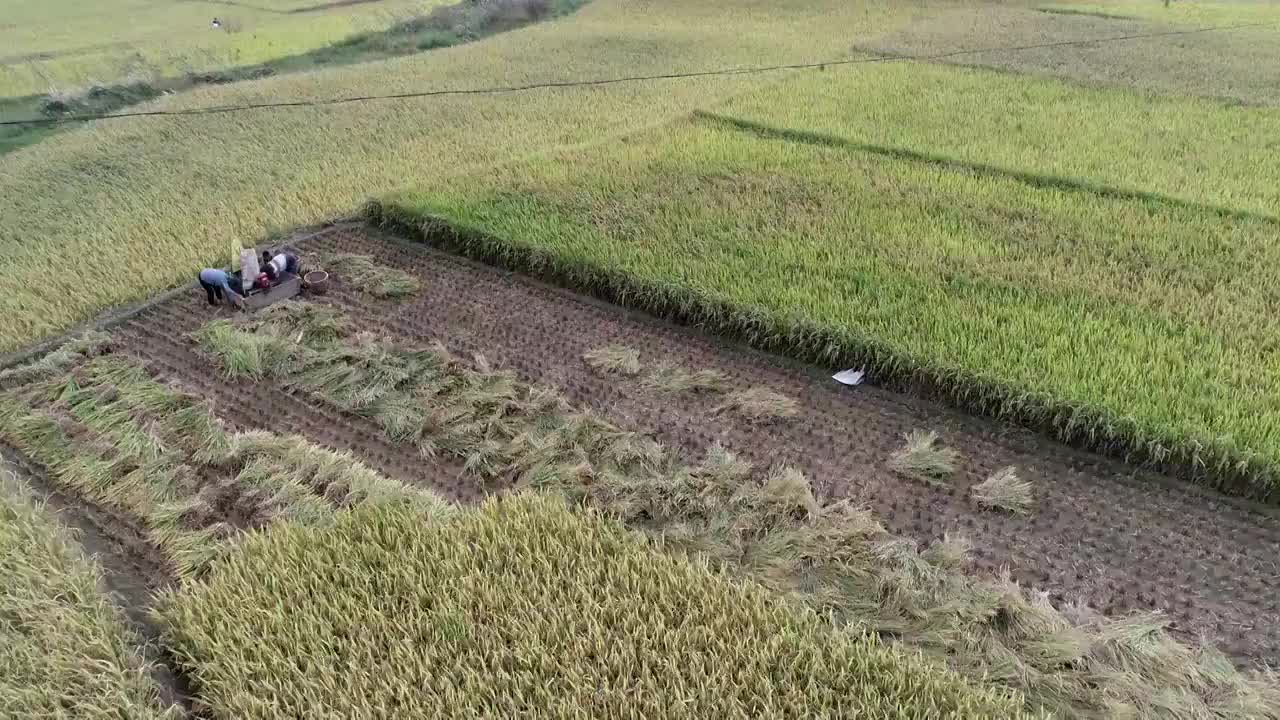 湖北：利川盆地大面积水稻成熟进入收获期视频素材