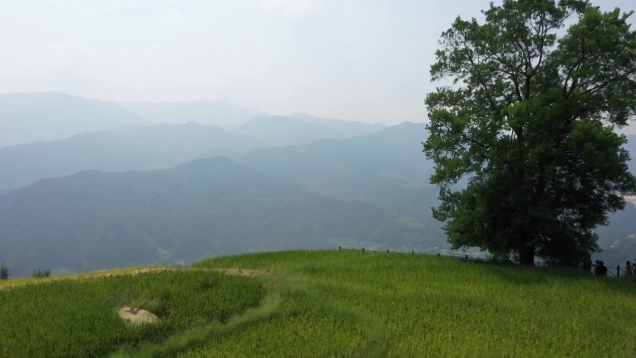 阳光下桂林龙胜小岩底梯田视频素材