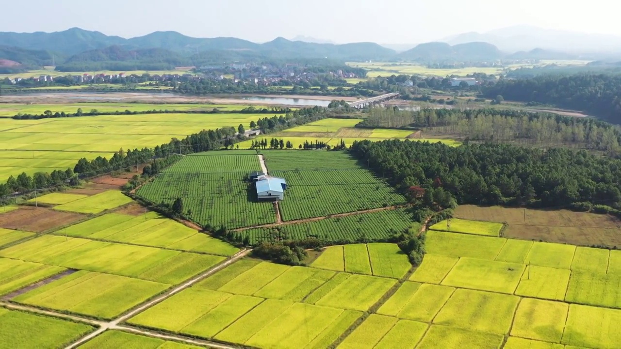 航拍江西吉水清香茶场视频素材