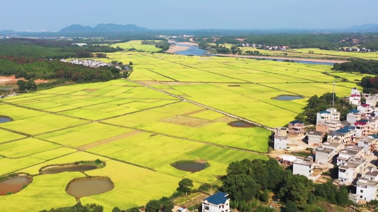 江西吉水丁江稻田视频素材