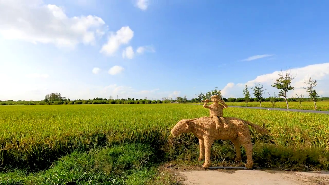 丰收的稻田以及牧童骑在牛背上的稻草人装饰物视频素材