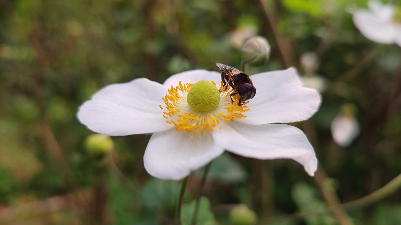 鲜花视频素材