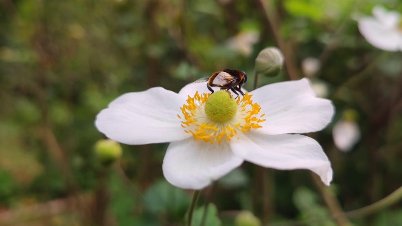 鲜花视频素材