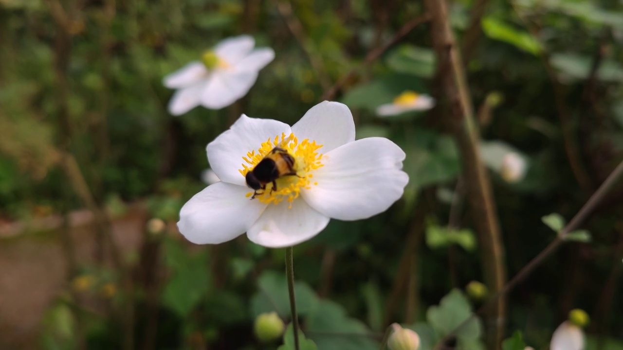 鲜花视频素材