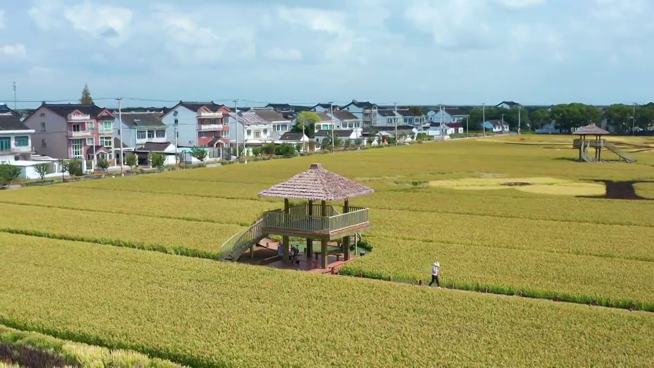 苏州北联村稻田航拍视频素材