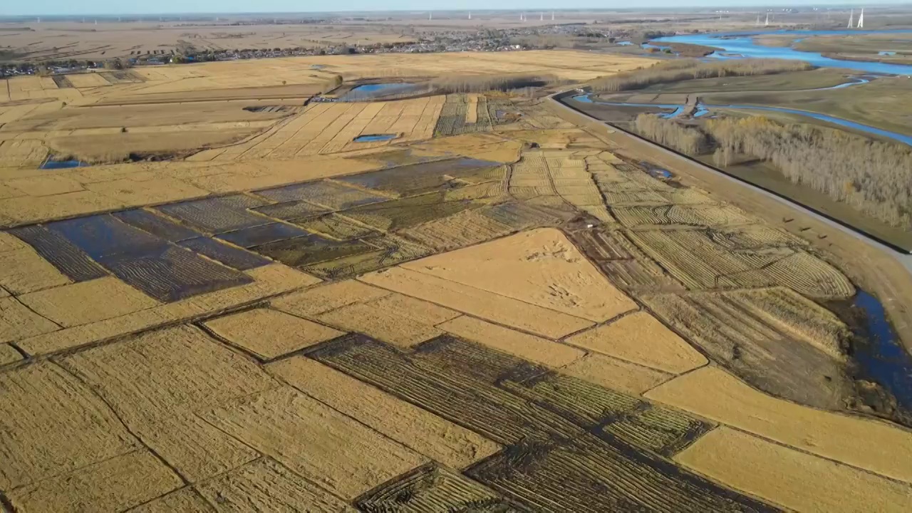 黑龙江齐齐哈尔市金秋稻田航拍视频素材