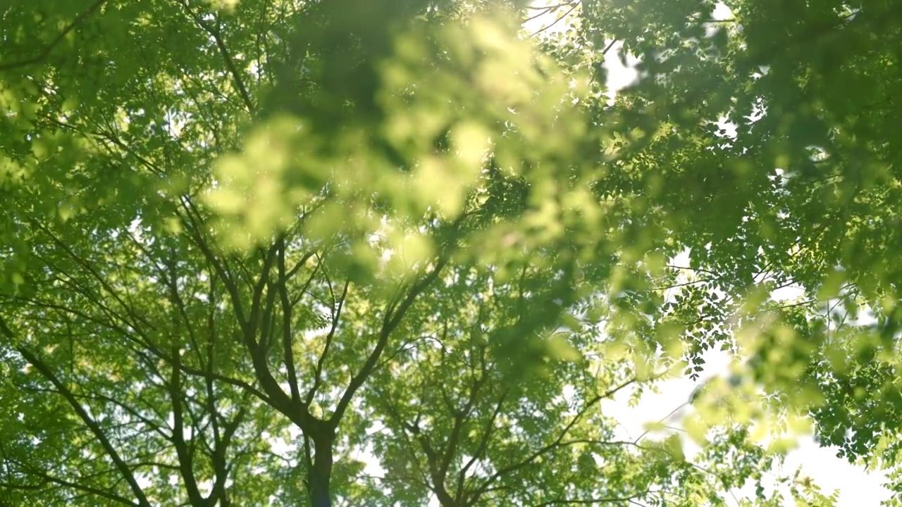 夏天正午逆光微风吹动树叶焦点由远及近低视角特写视频素材