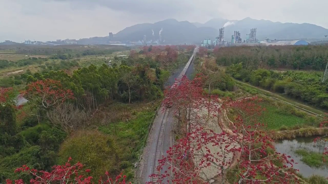 航拍木棉花视频购买