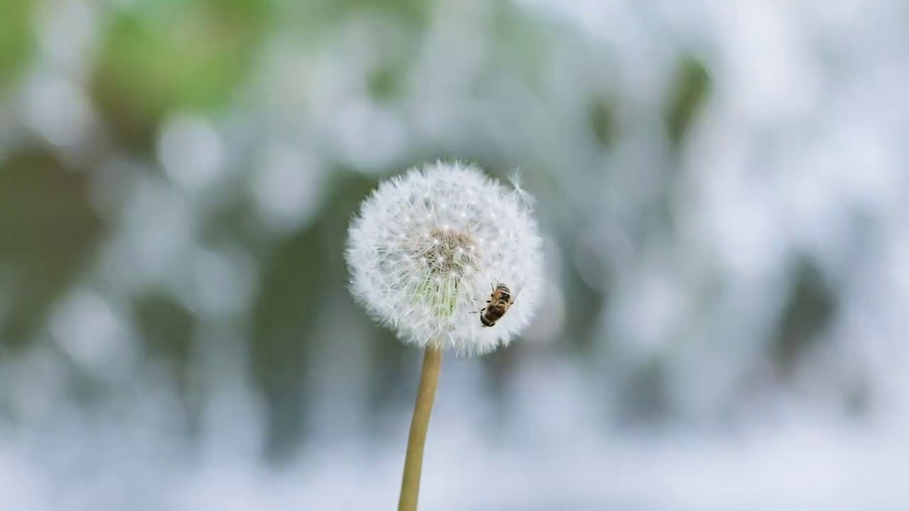 蒲公英视频素材