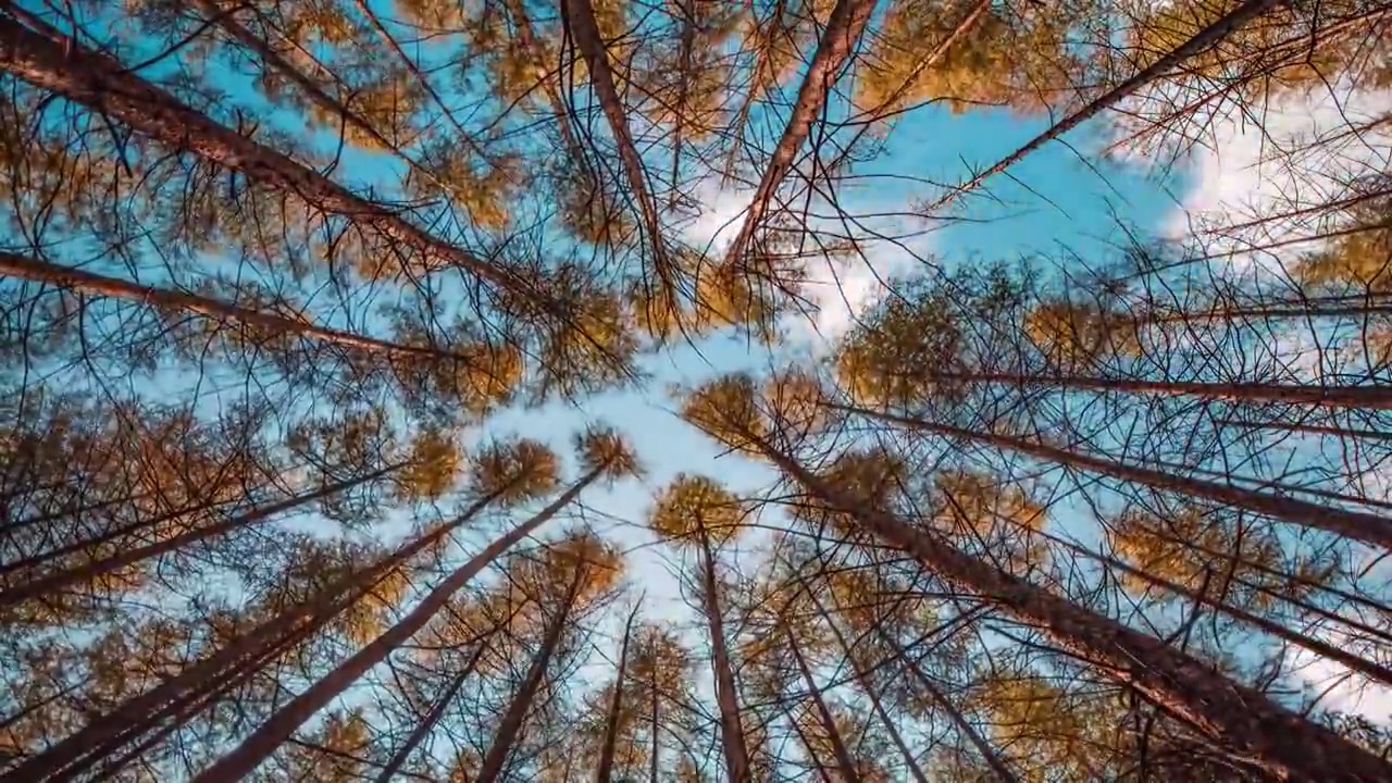 4K60帧秋天树林仰拍天空云朵延时视频素材