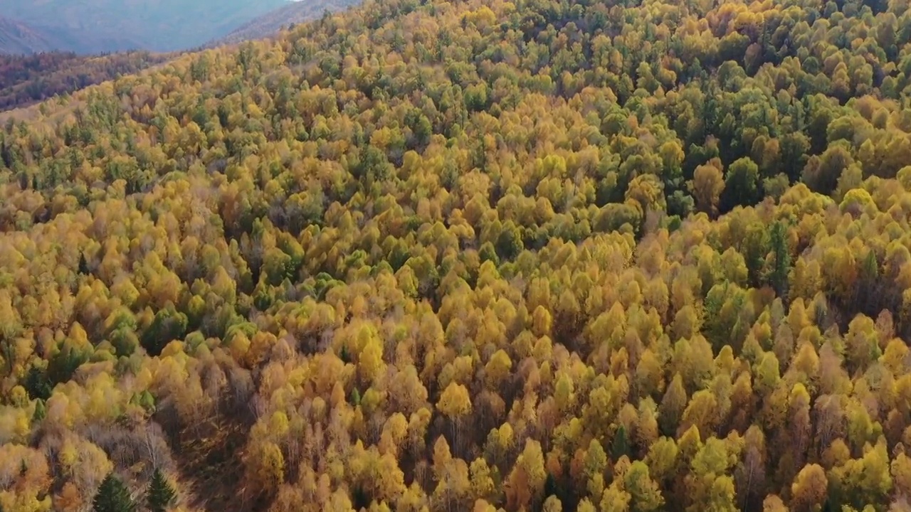 森林，木屋，村庄，移动，秋天，立秋，秋叶，秋景，乡村，禾木村视频素材