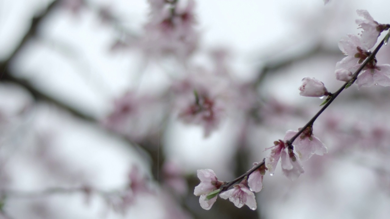 桃花视频素材