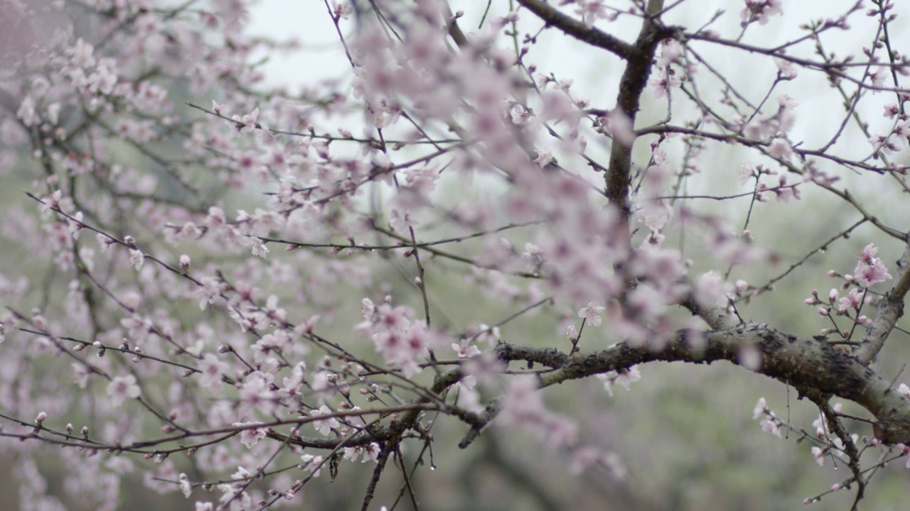 桃花视频素材