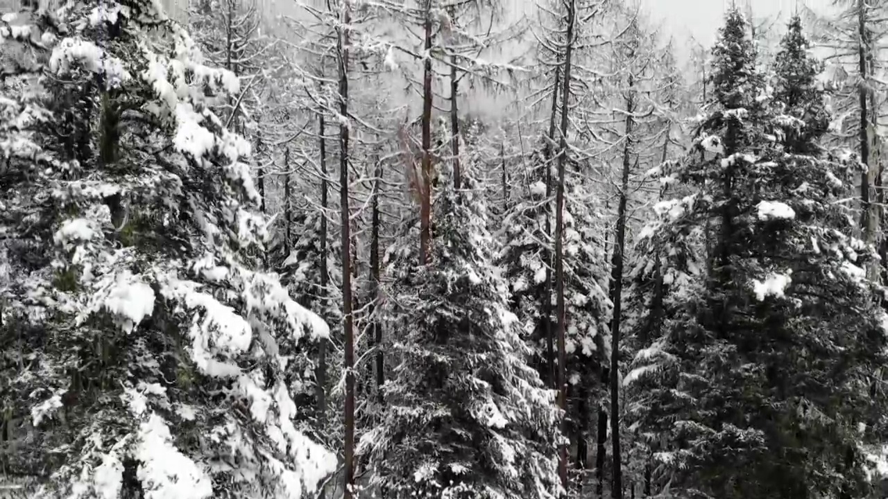 毕棚沟冬季雪景视频素材