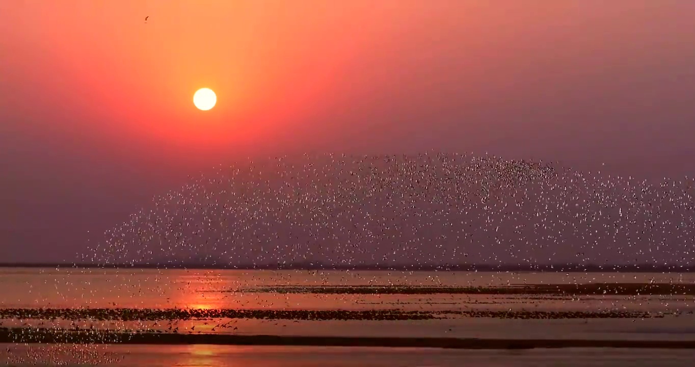 丹东鸭绿江口夕阳下上万只鸟集结成鸟浪奇观震撼唯美视频下载