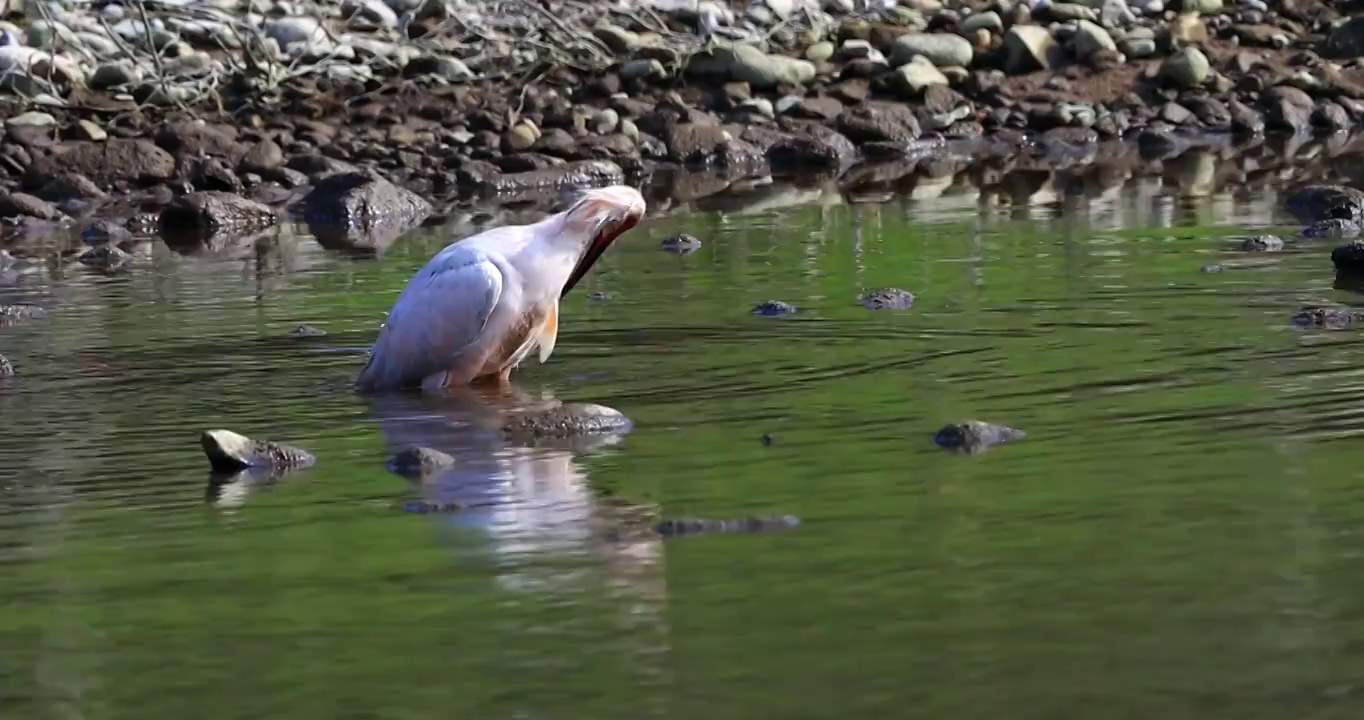 世界珍禽 东方宝石：朱鹮湖水中沐浴洗澡视频下载