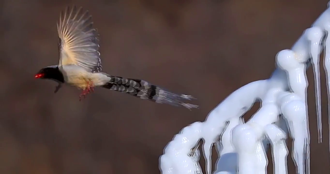 体态优美的红嘴蓝鹊：雪地树枝上鼓翼飞翔视频下载