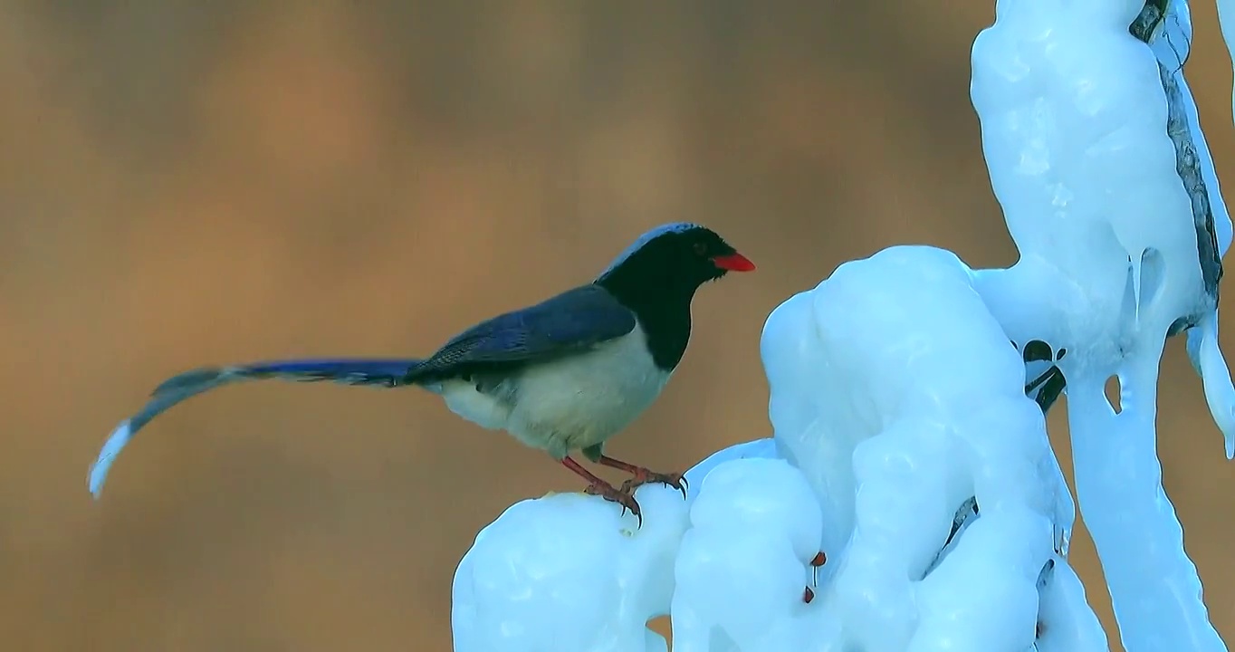 体态优美的红嘴蓝鹊：雪地树枝上鼓翼飞翔视频下载