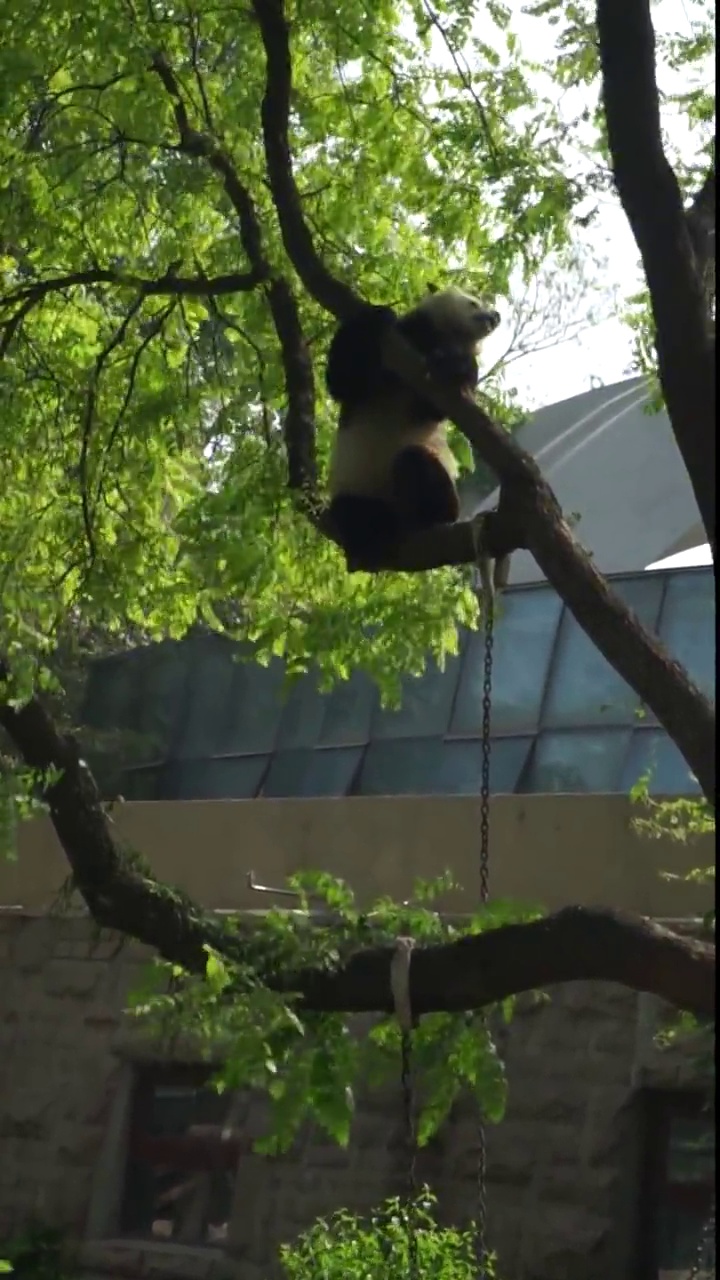 正在爬树的大熊猫视频素材