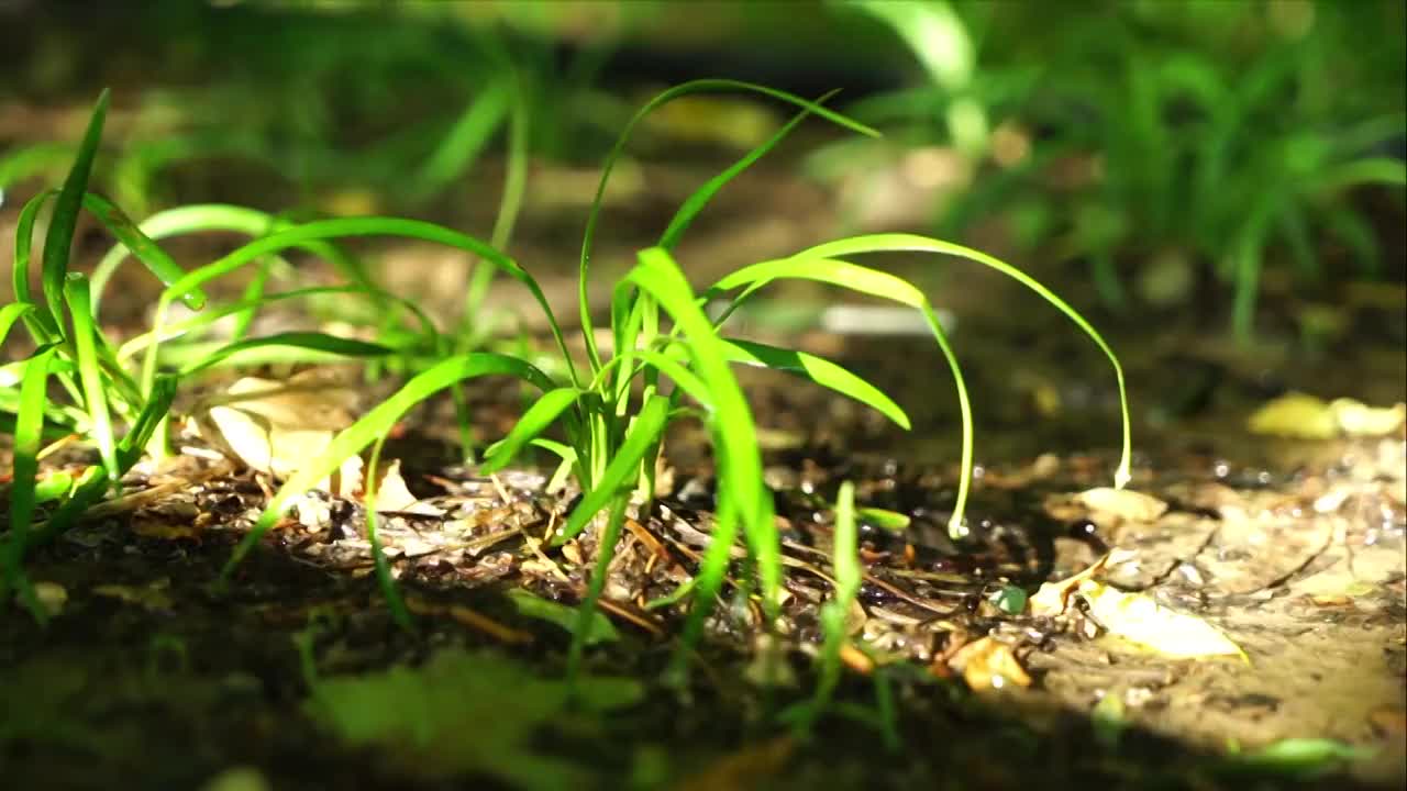 雨后公园中的小草视频素材