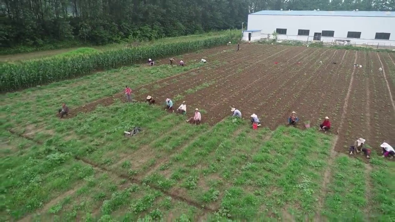 【航拍】生态农业园农田菜地大棚种植农业采摘视频素材