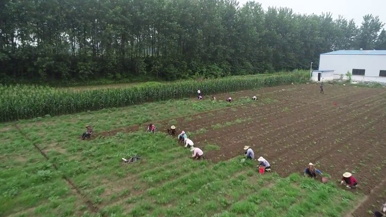 【航拍】生态农业园农田菜地大棚种植农业采摘视频素材