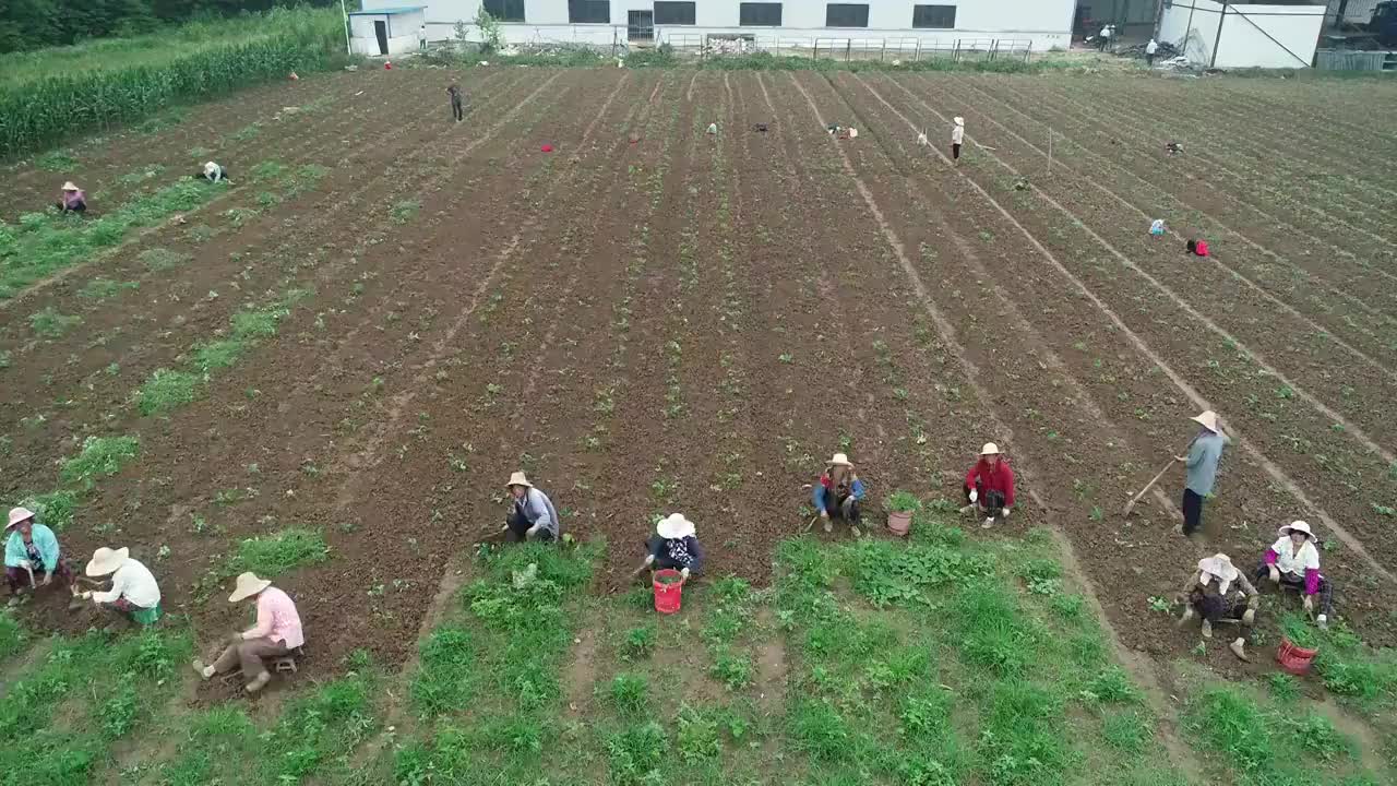 【航拍】生态农业园农田菜地大棚种植农业采摘视频素材